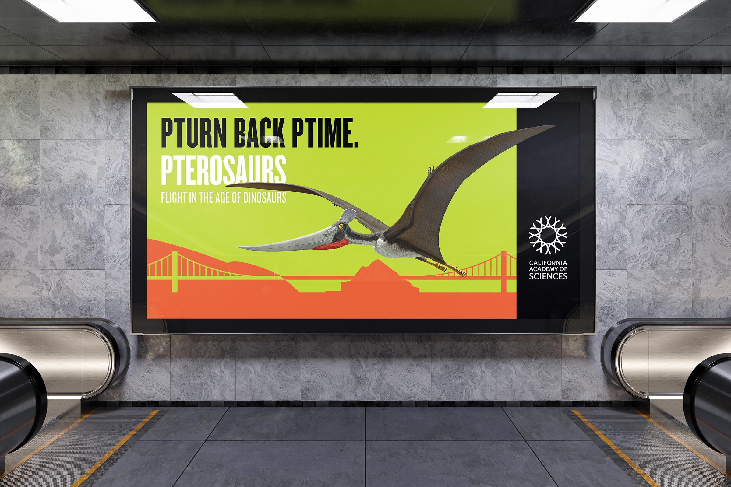RFA-WORK-CAS-Ptero-Creative-2-FA
