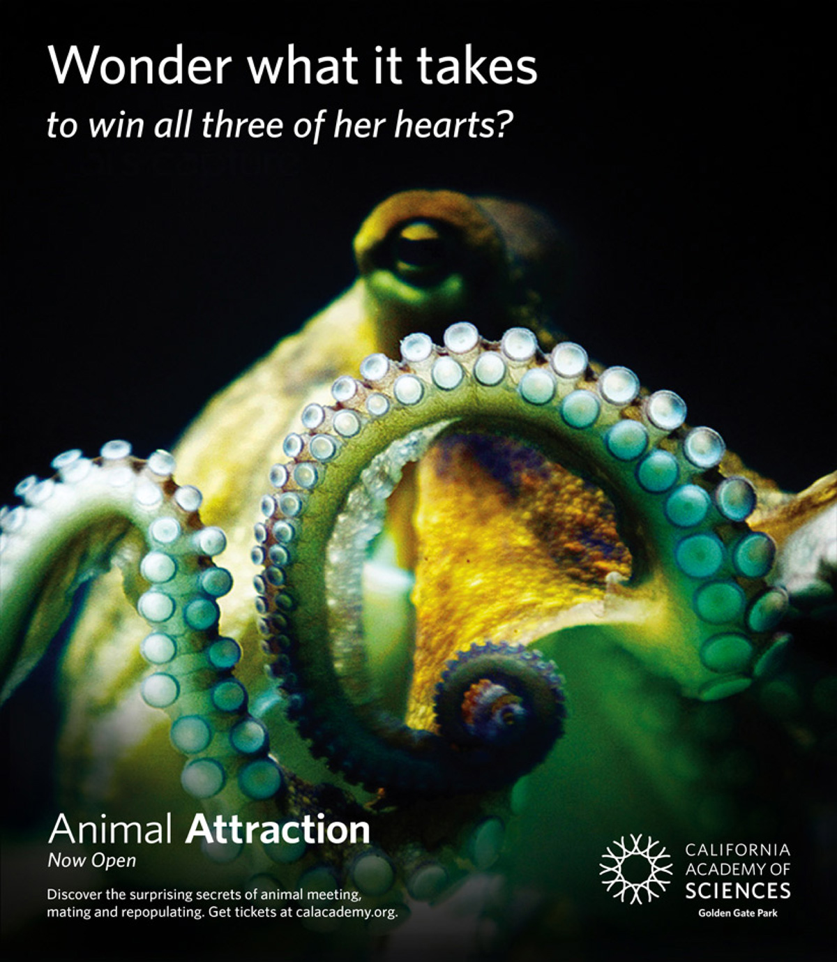 RFA-WORK-CAS-Wonder-Creative-6-FA